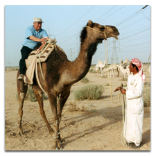 Camel in Iraq